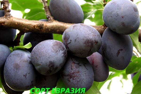 qualité prune Eurasie