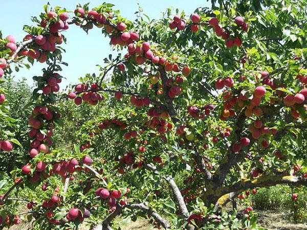 variedades de ciruela para casas de verano.