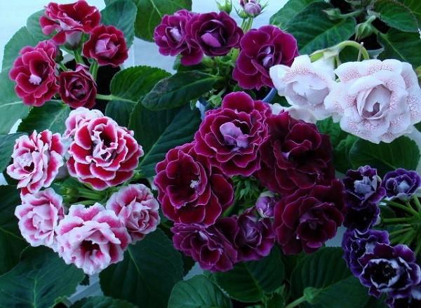 gloxinia de diferentes variedades