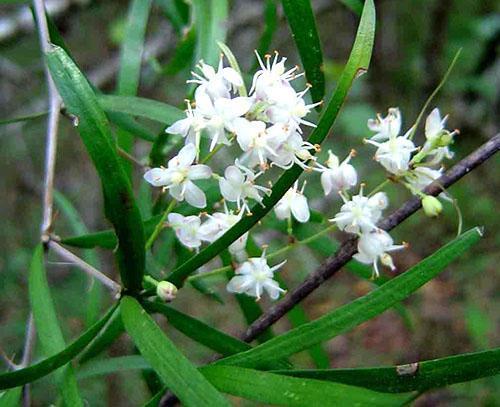 Croissant d'asperges (A. Falcatus)