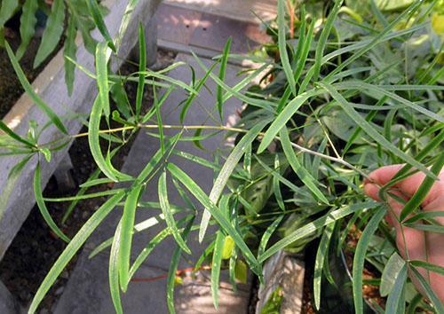 Les feuilles de l'asperge faucille sont vert foncé, fines, recourbées