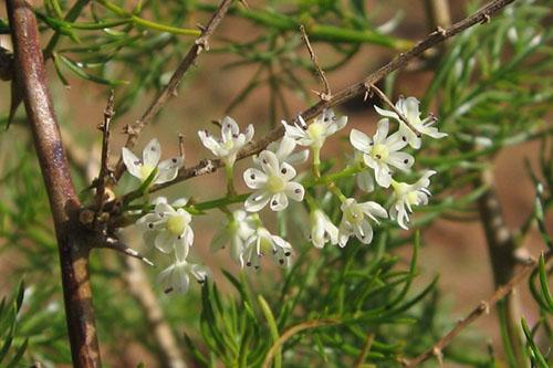 Las flores de espárragos blancos se recogen en un pincel y tienen un aroma brillante.