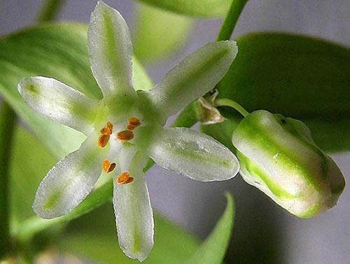 Floraison des asperges asperges