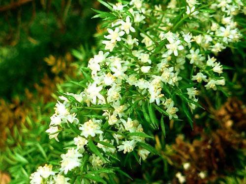 Espárragos de flores densas (A. densiflorus)