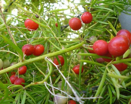 Baies d'asperges rouge vif spectaculaires