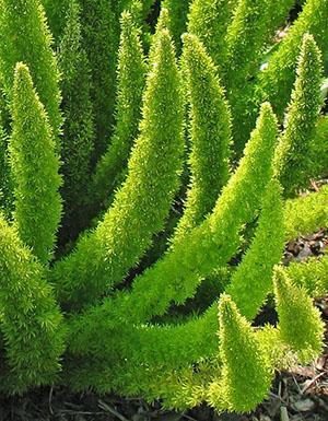 Espèce d'asperge densiflorus, cultivar Meyersii