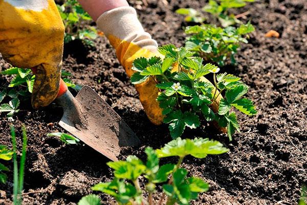 planter des fraises