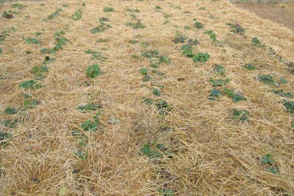 pailler les fraises pour l'hiver