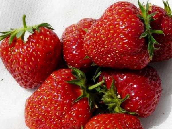 description des variétés de fraises Asie