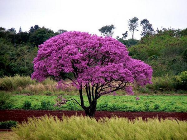 l'arbre à fourmis est en fleurs