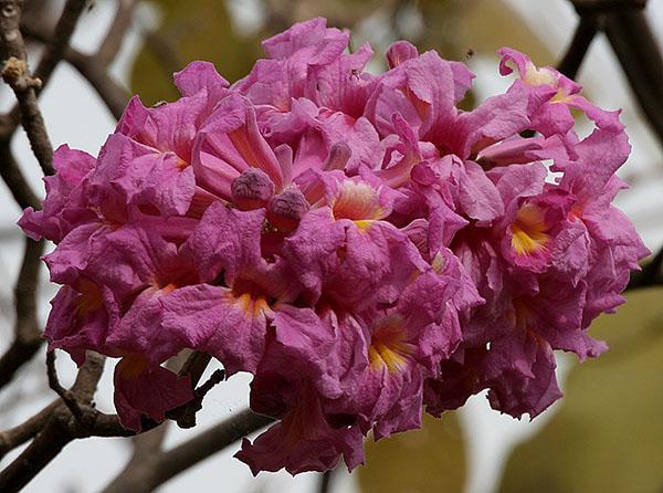 flores brillantes del árbol de la hormiga