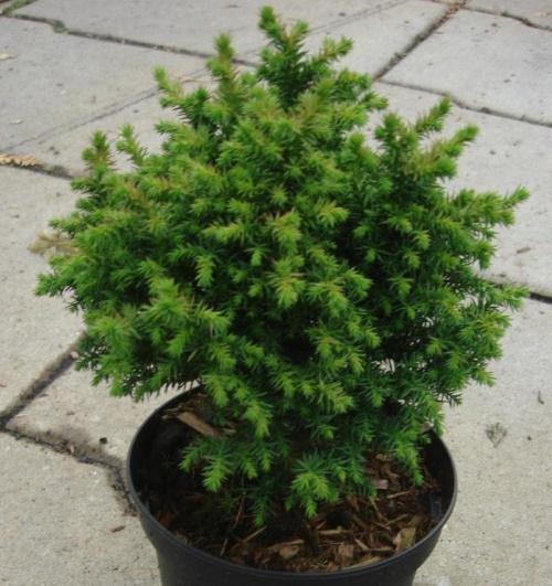 jeune cryptomeria