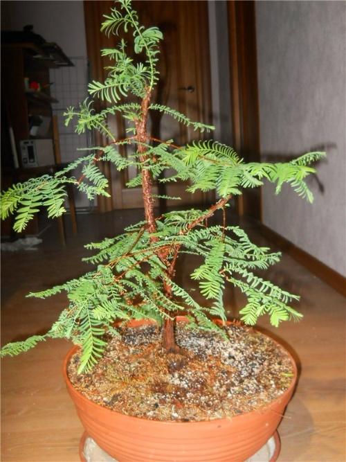 conditions de conservation de la cryptomeria