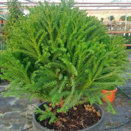 chambre cryptomeria