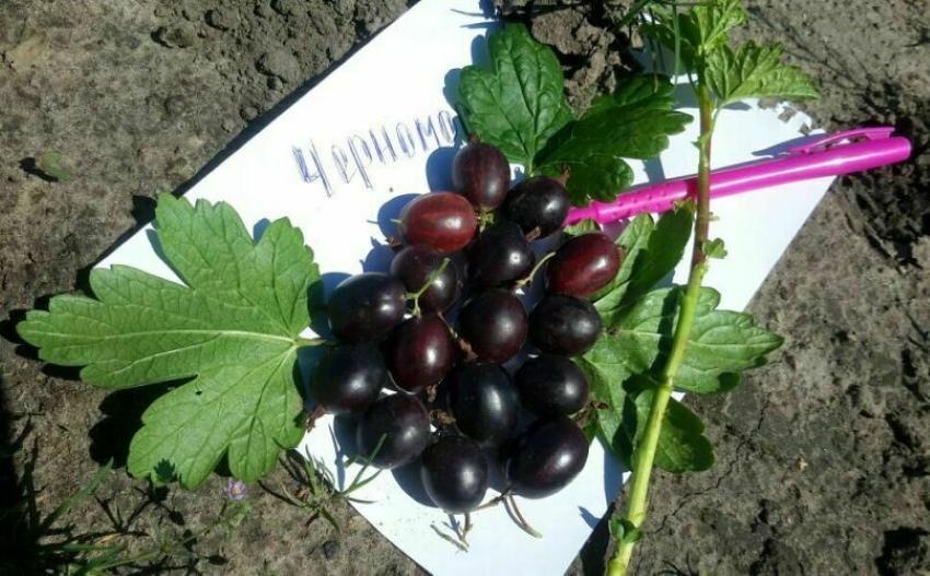 grosella espinosa mar negro resistencia al invierno