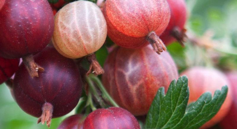 variedad de maduración tardía