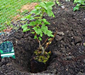 planter en terre