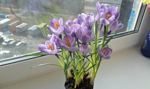 crocus en fleurs