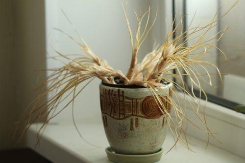 les crocus dans un pot se sont fanés