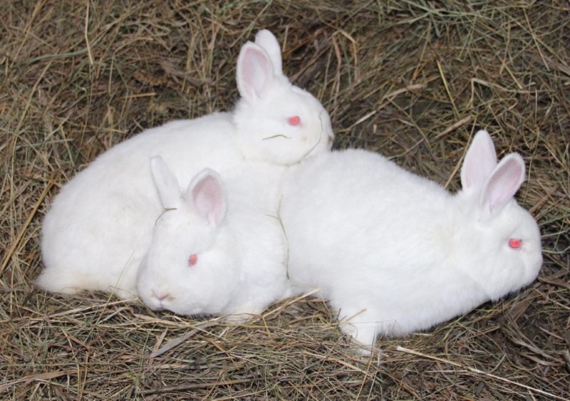 Albinos blancos de Nueva Zelanda