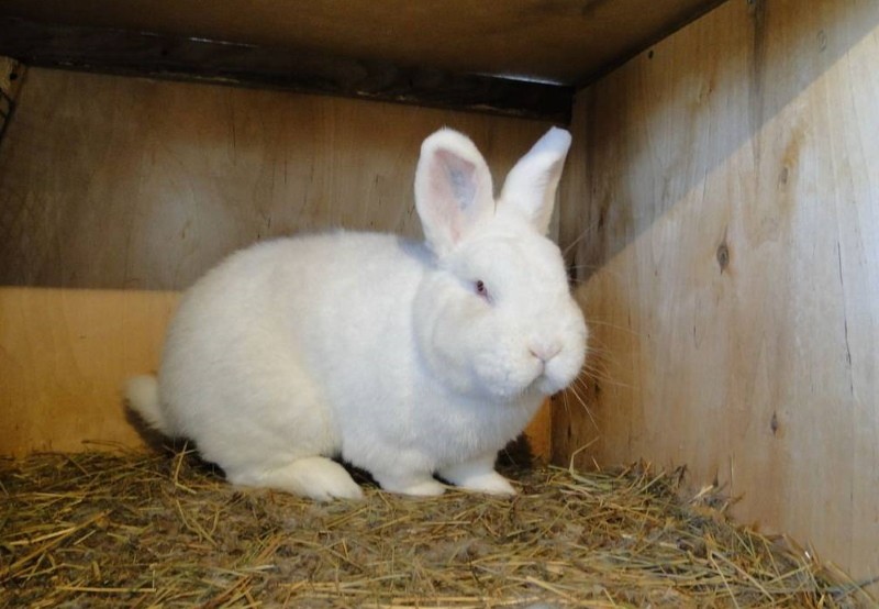 caractéristiques de reproduction des lapins néo-zélandais