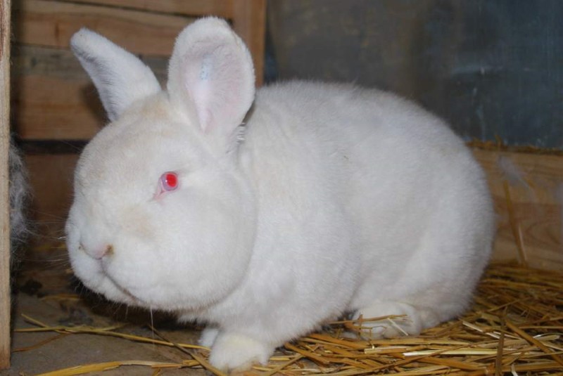 conejos nueva zelanda blanco