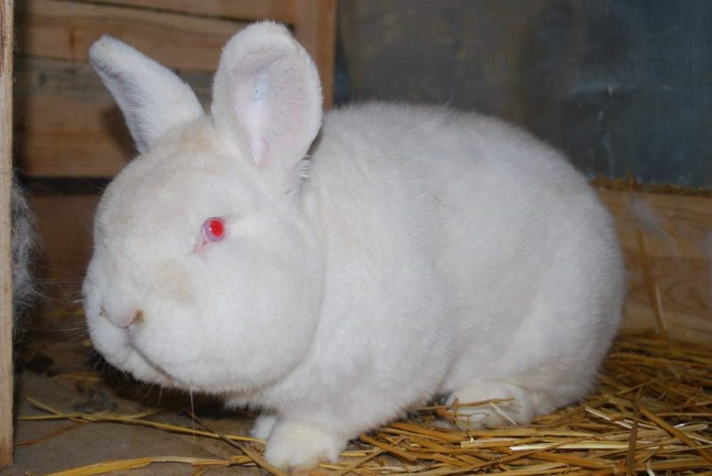 lapins nouvelle-zélande blanc