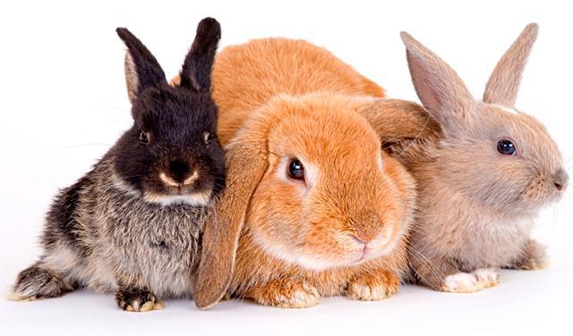Preguntas frecuentes sobre conejos
