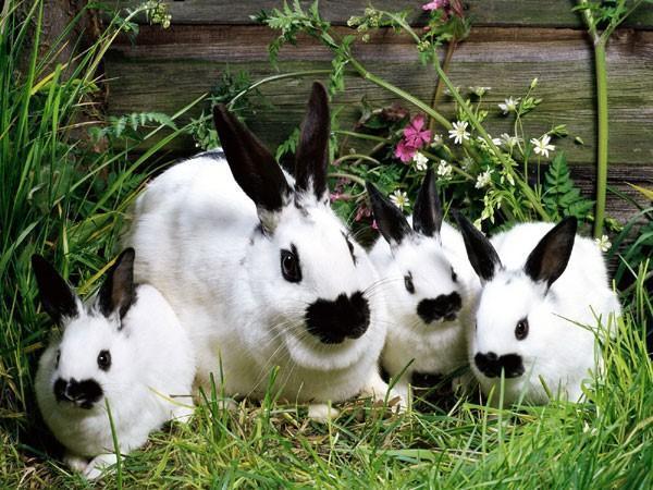lapin avec des lapins