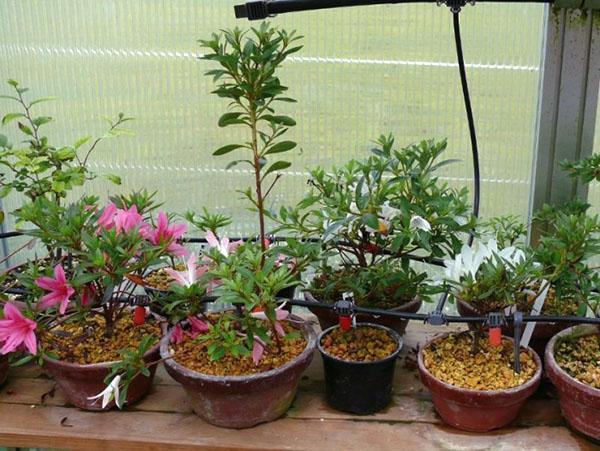 Para cultivar azaleas, elija macetas bajas y anchas.