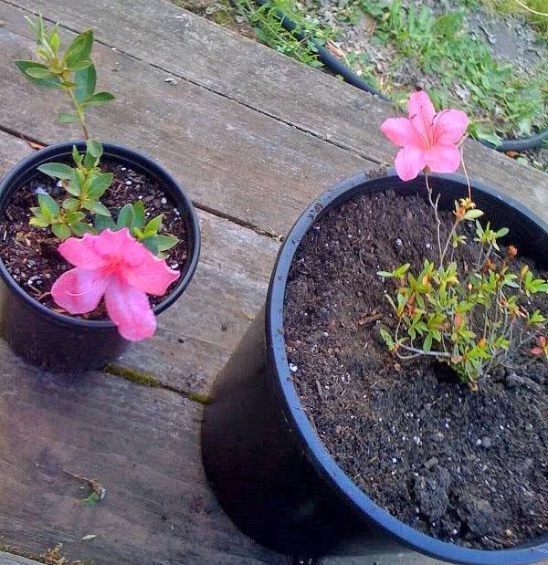 Propagación de azalea dividiendo el arbusto.