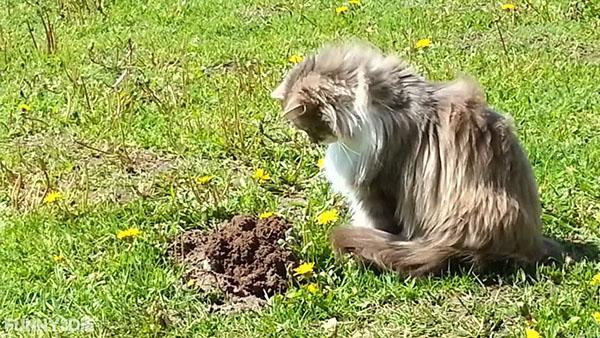 le chat chasse une taupe