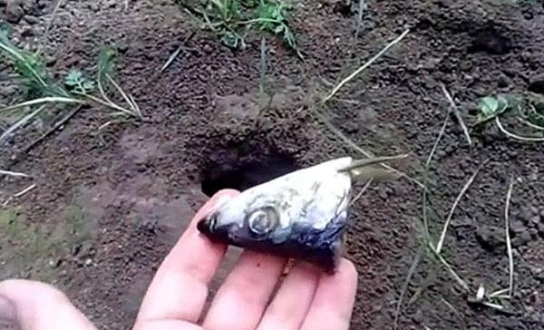 se débarrasser des taupes