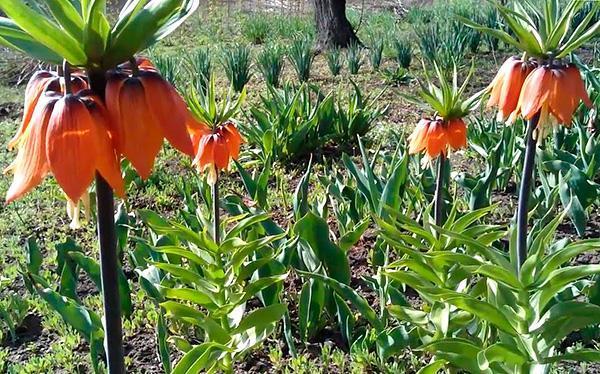 plantes contre les taupes