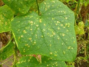 Peronosporos sur photo de concombres