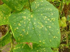 Peronosporos en foto de pepinos