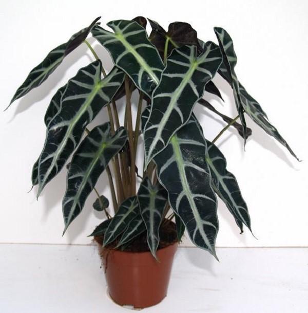 alocasia frágil