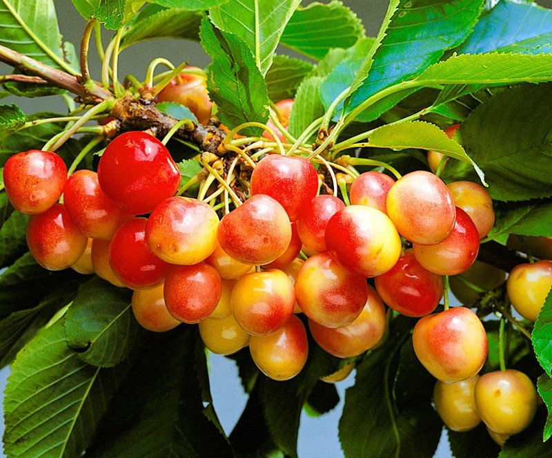 Características de la cereza dulce variedad Red Hill.