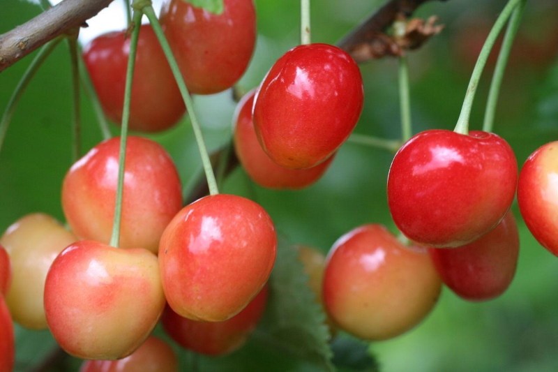 tobogán rojo cereza bayas