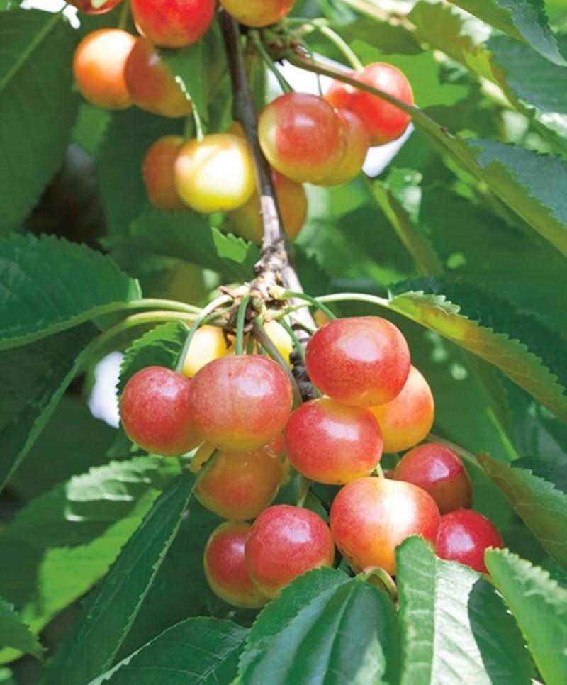 pros y contras de la diapositiva rojo cereza