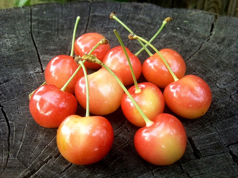 tobogán rojo cereza