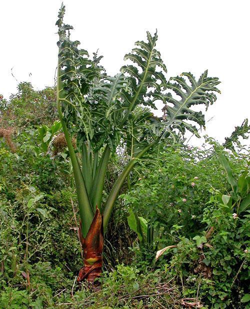 Alocasia portei