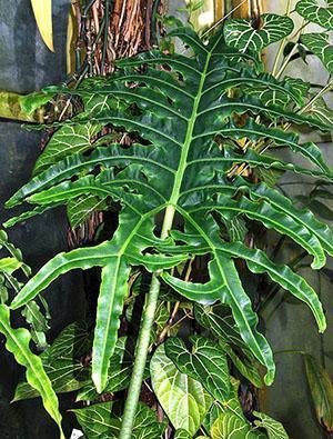 Hoja de Alocasia Potrei