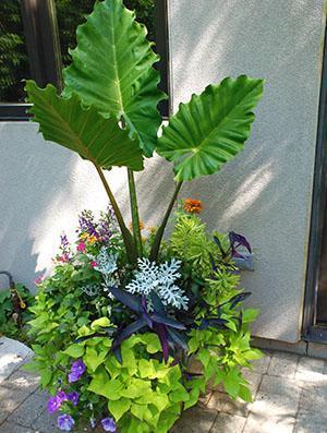 Alocasia Portodora