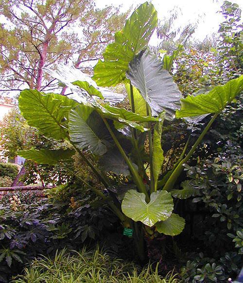 Alocasia macrorrhiza