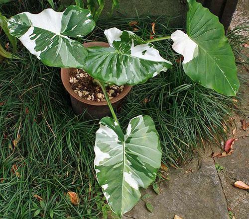 Alocasia Variegata de raíz grande