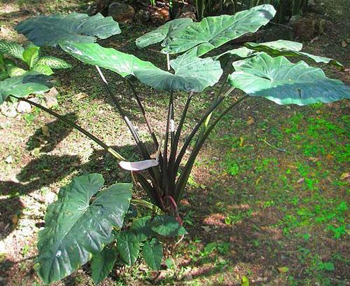 Alocasia macrorrhiza de la variedad de tallo negro