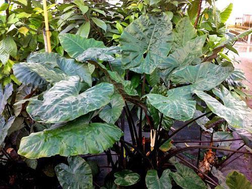 Alocasia variedades de plumbea o metallica de raíces grandes