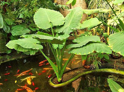 Alocasia odora