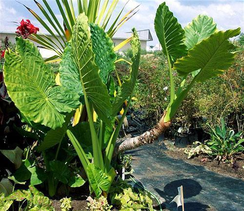 Alocasia fragante grande